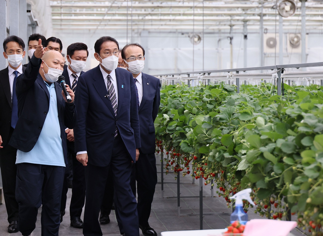 イチゴ栽培農場を視察する岸田総理１