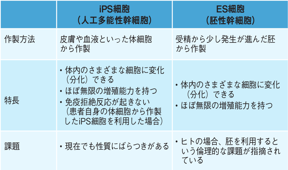 多能性幹細胞 ips細胞から免疫治療に 役に立つ リンパ球を作製 抗がん効果を発揮するnkt細胞だけを作ることに世界で初めて成功