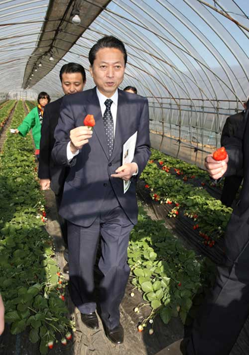 「ＪＡはが野益子観光いちご団地」でイチゴを摘み取る鳩山総理