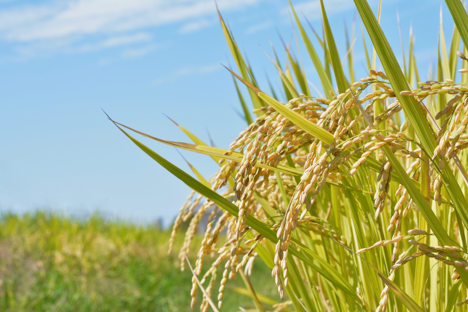 食料安全保障の確立　写真