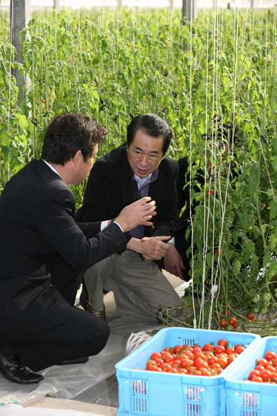 野菜栽培場を視察する菅総理１